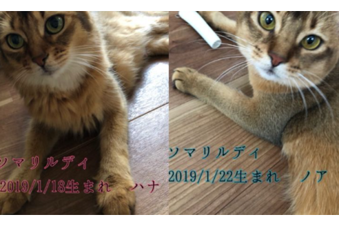 成約済の京都府のソマリ-25057の4枚目